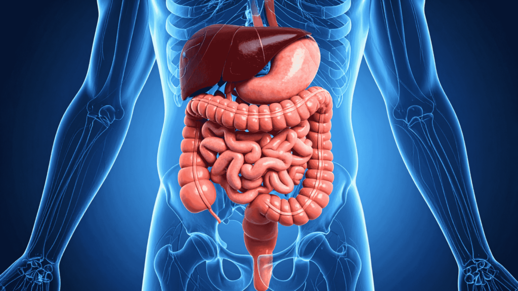 Câncer de Fígado | Dr. Michel Chebel